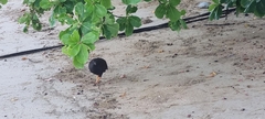 Megapodius reinwardt