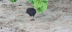 Megapodius reinwardt