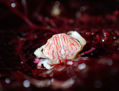 Cycloxanthops novemdentatus