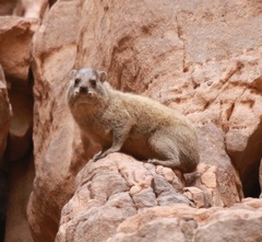 Procavia capensis
