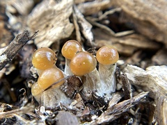 Psilocybe