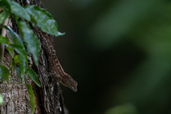 Anolis cristatellus