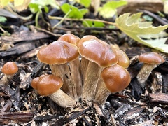 Psilocybe