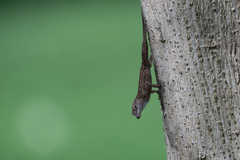 Anolis cristatellus