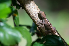 Anolis cristatellus