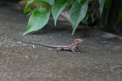 Pholidoscelis fuscatus