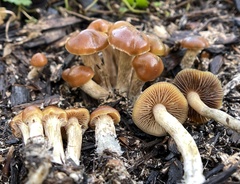 Psilocybe