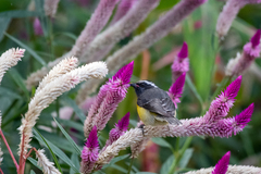 Coereba flaveola bartholemica