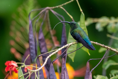 Eulampis holosericeus