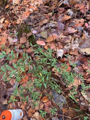 Hypericum hypericoides