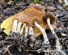 Psilocybe