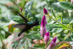 Orthorhyncus cristatus