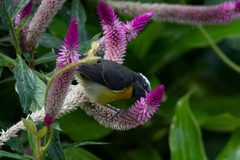 Coereba flaveola bartholemica