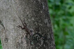 Anolis cristatellus