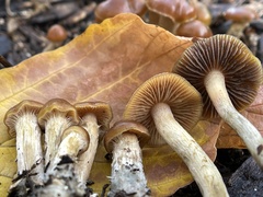 Psilocybe