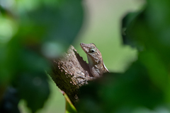 Anolis cristatellus