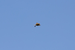 Cincloramphus cruralis