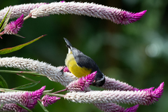 Coereba flaveola bartholemica