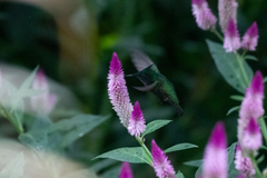 Orthorhyncus cristatus