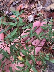 Hypericum hypericoides