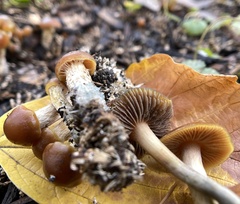 Psilocybe