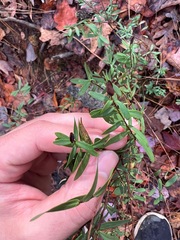 Hypericum hypericoides