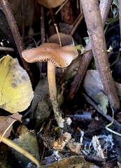 Psilocybe