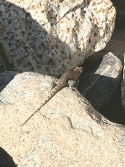Sceloporus hunsakeri
