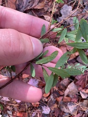 Hypericum hypericoides
