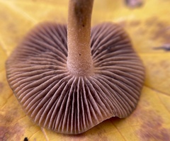 Psilocybe