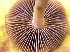 Psilocybe