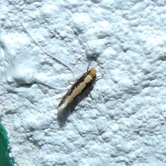 Monopis obviella