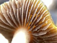 Psilocybe