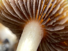 Psilocybe