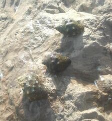 Rapaninae