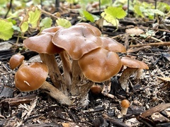 Psilocybe
