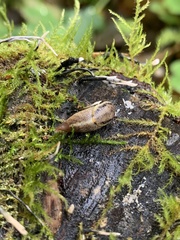 Prophysaon foliolatum