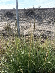 Muhlenbergia rigens