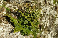 Asplenium