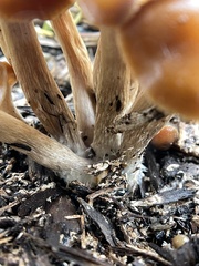 Psilocybe