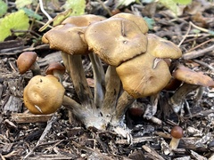 Psilocybe