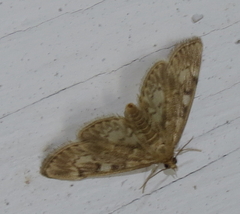 Anania coronata
