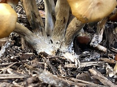 Psilocybe