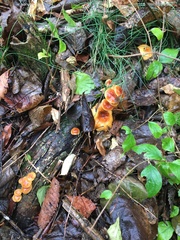 Flammulina velutipes