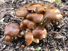 Psilocybe