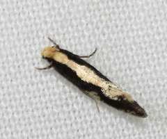 Monopis dorsistrigella