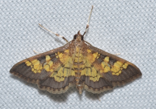Diacme adipaloides