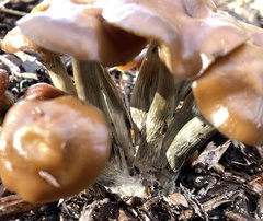 Psilocybe