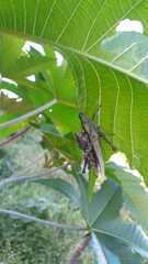 Xyleus discoideus