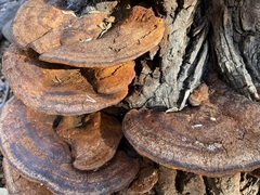 Inonotus munzii